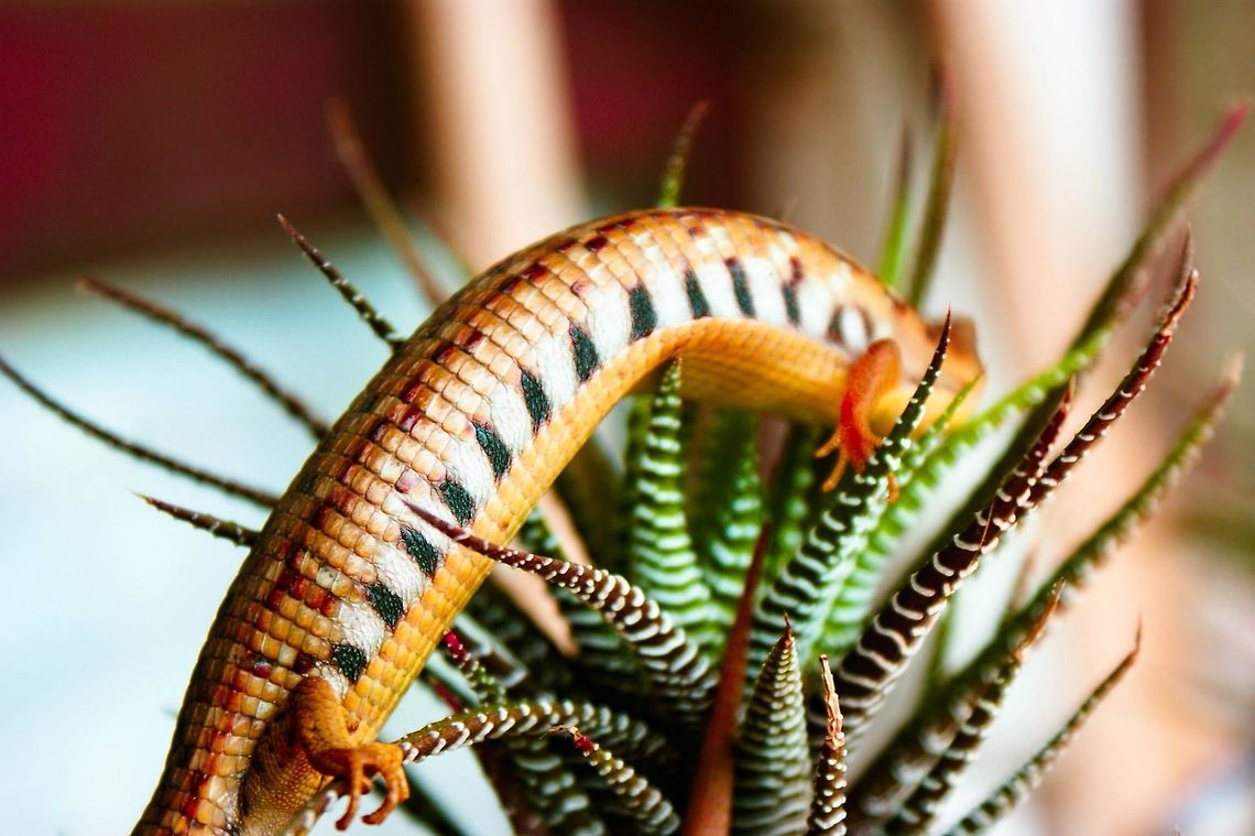 Gerrhonotus liocephalus liocephalus  Alligator Lizard,Geotagged,Gerrhonotus liocephalus,Mexico,Texas Alligator Lizard