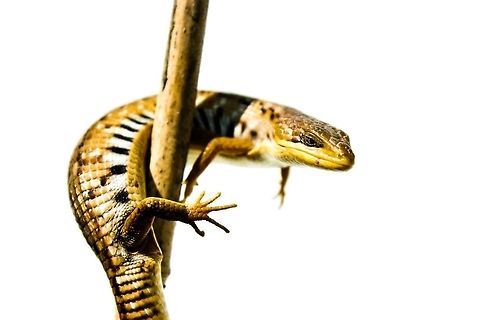 Gerrhonotus liocephalus liocephalus  Alligator Lizard,Geotagged,Gerrhonotus liocephalus,Mexico,Texas Alligator Lizard