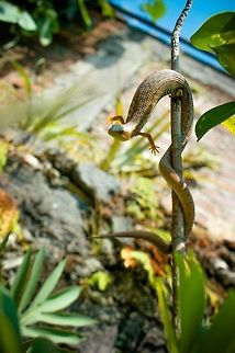 Texas Alligator Lizard