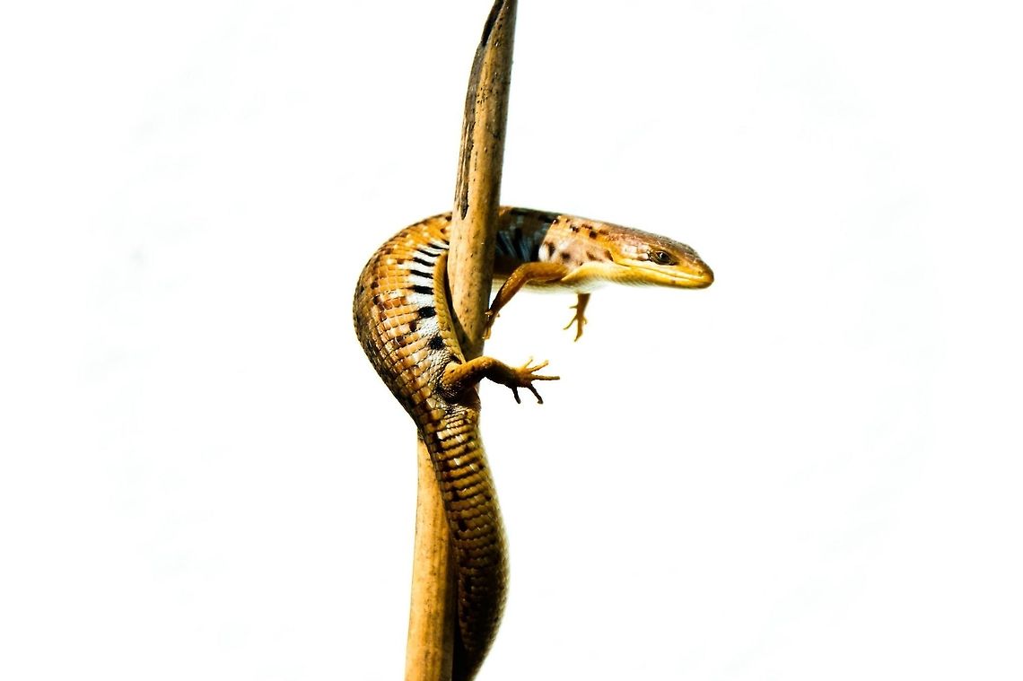 Gerrhonotus liocephalus liocephalus  Alligator Lizard,Geotagged,Gerrhonotus liocephalus,Mexico,Texas Alligator Lizard