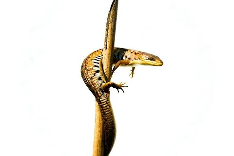 Gerrhonotus liocephalus liocephalus  Alligator Lizard,Geotagged,Gerrhonotus liocephalus,Mexico,Texas Alligator Lizard