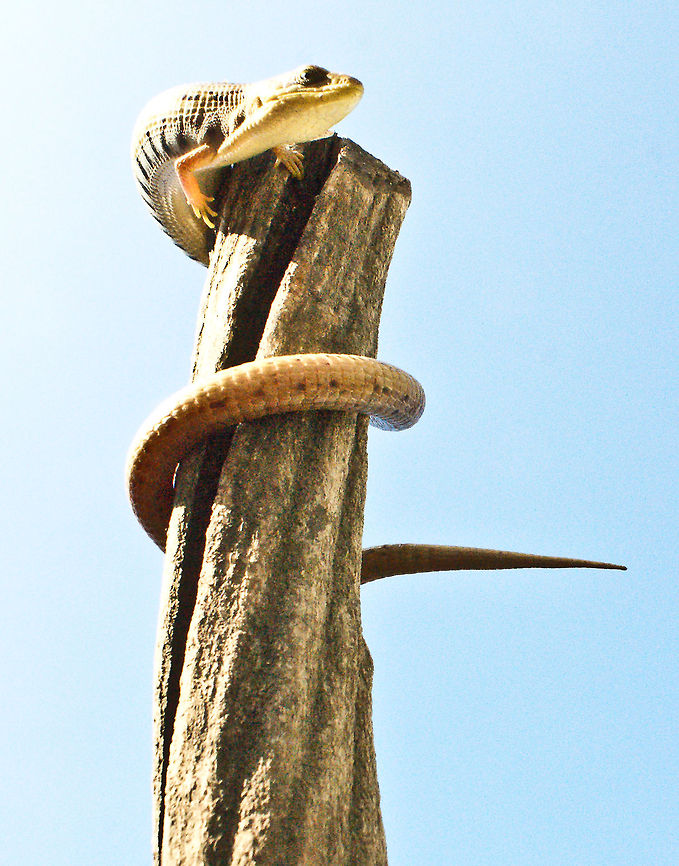 Gerrhonotus liocephalus liocephalus SONY DSC Gerrhonotus liocephalus,Texas Alligator Lizard