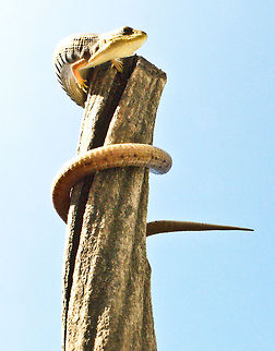 Gerrhonotus liocephalus liocephalus SONY DSC Gerrhonotus liocephalus,Texas Alligator Lizard