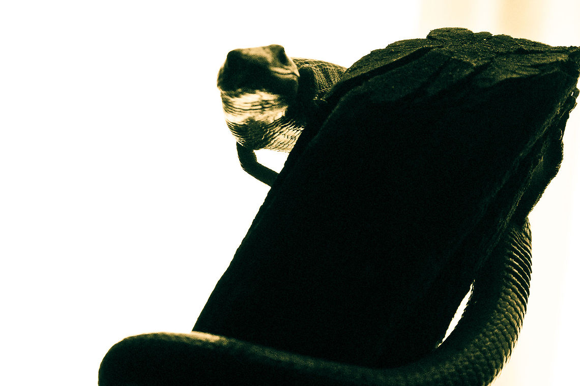 Gerrhonotus liocephalus liocephalus SONY DSC