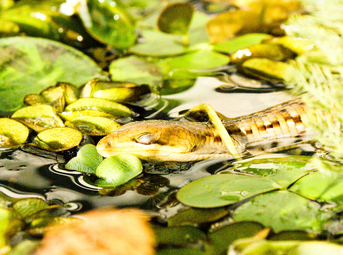 Gerrhonotus liocephalus liocephalus Texas Alligator Lizard in water Gerrhonotus liocephalus,Texas Alligator Lizard