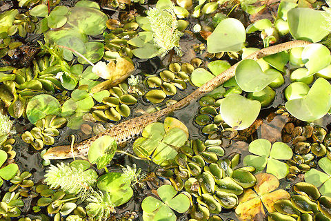 Gerrhonotus liocephalus liocephalus SONY DSC Gerrhonotus liocephalus,Texas Alligator Lizard
