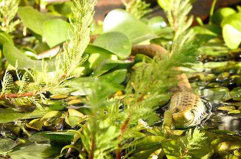 Gerrhonotus liocephalus liocephalus SONY DSC Gerrhonotus liocephalus,Texas Alligator Lizard