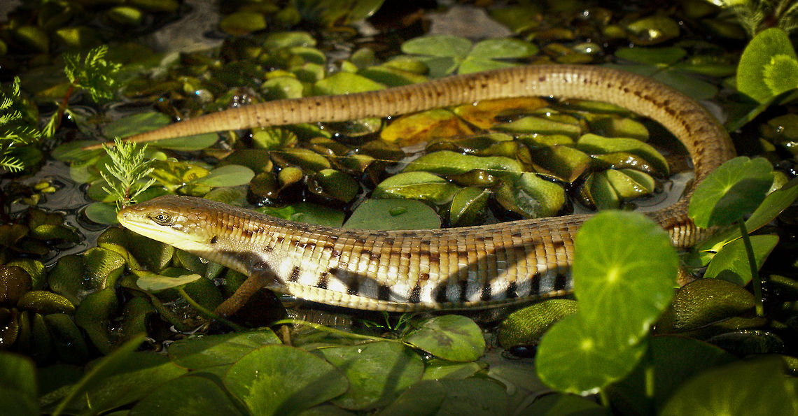 Gerrhonotus liocephalus liocephalus SONY DSC Gerrhonotus liocephalus,Texas Alligator Lizard