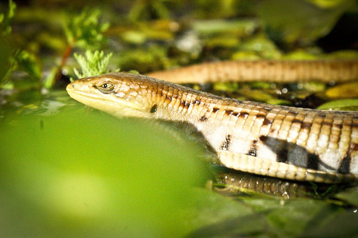 Gerrhonotus liocephalus liocephalus SONY DSC Gerrhonotus liocephalus,Texas Alligator Lizard