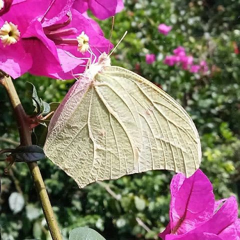 Butterfly  Geotagged,Mexico