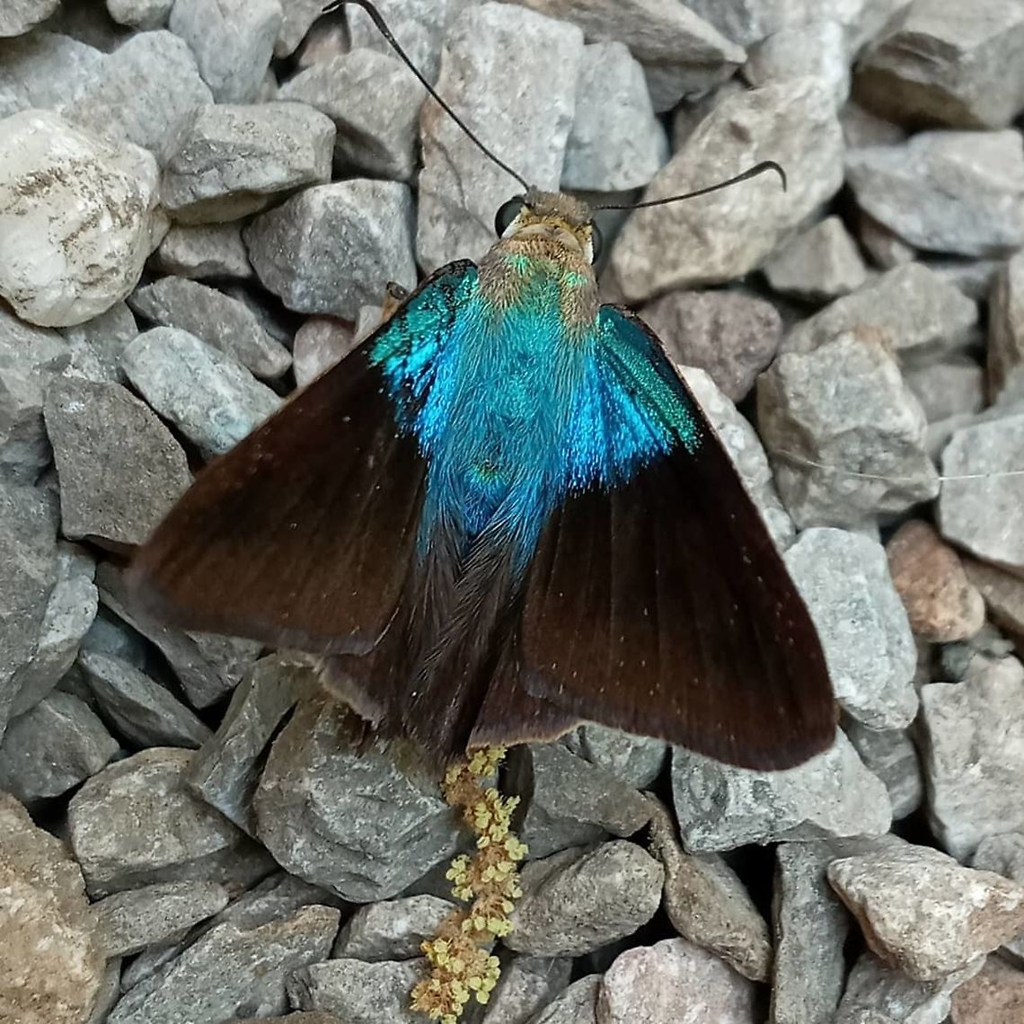 Butterfly  Astraptes alector,Geotagged,Gilbert's Flasher,Mexico