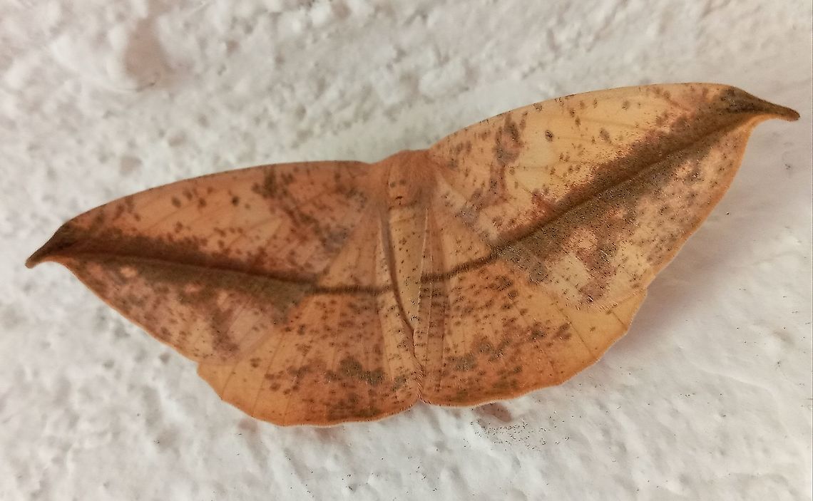 Butterfly  Geotagged,Mexico,Spring