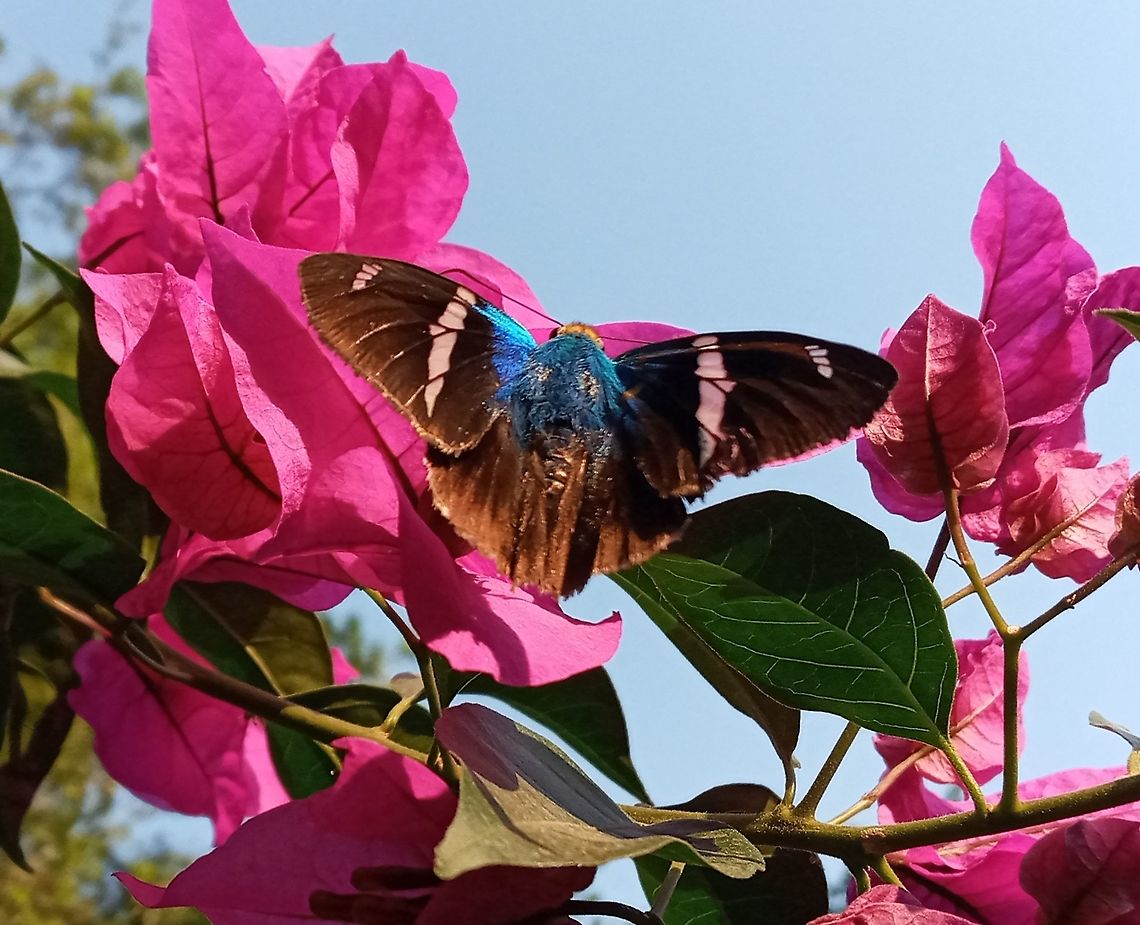 Butterfly  Geotagged,Mexico,Spring