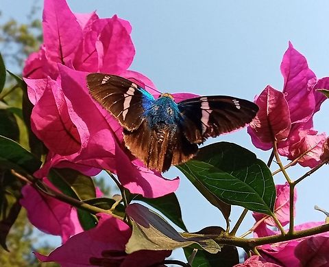 Butterfly  Geotagged,Mexico,Spring