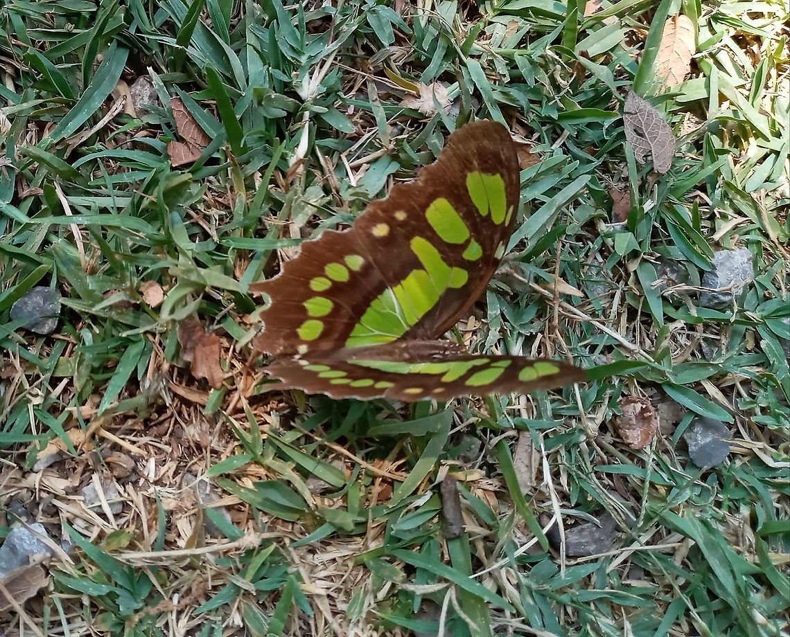 Butterfly  Geotagged,Malachite,Mexico,Siproeta stelenes