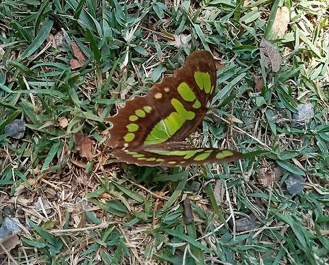 Butterfly  Geotagged,Malachite,Mexico,Siproeta stelenes