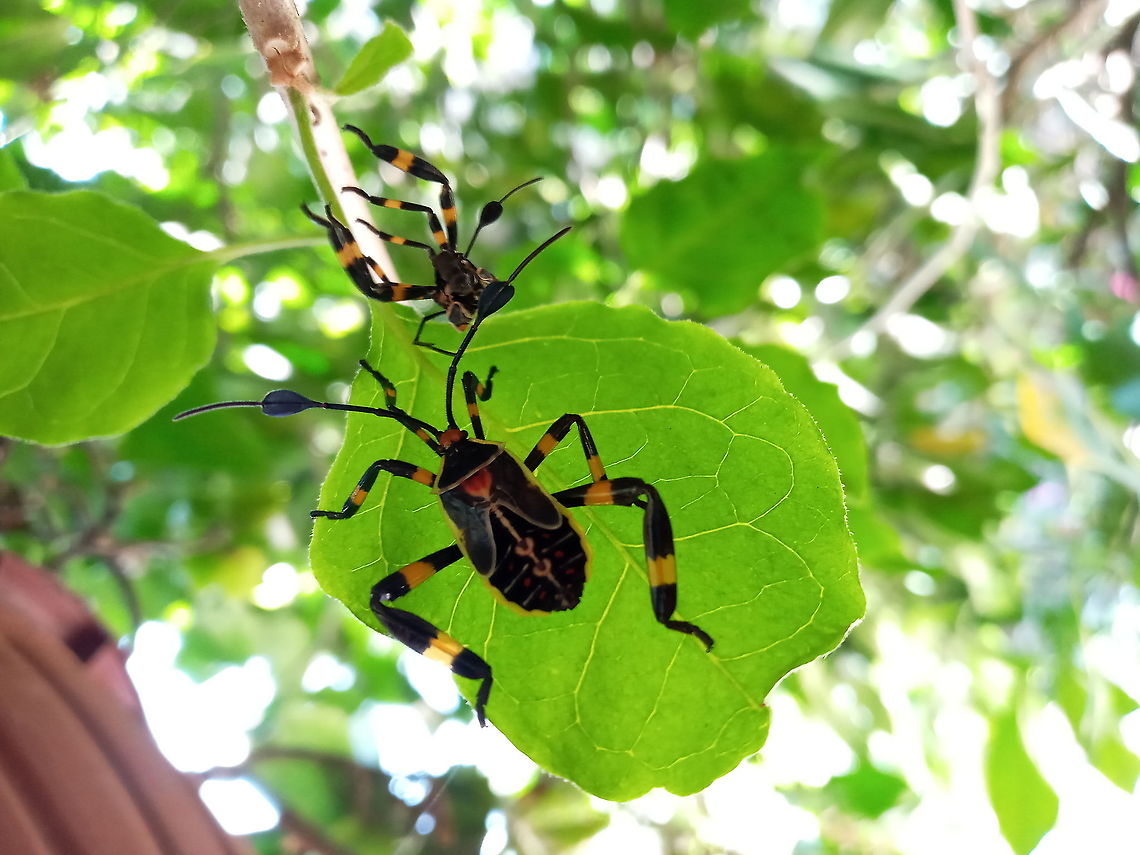 Chinche del mezquite  Geotagged,Mexico,Spring