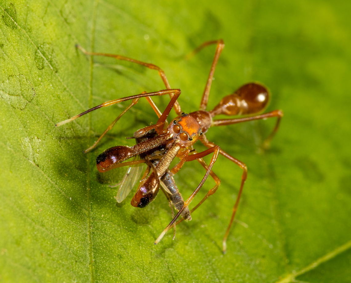 Weaver ant-mimic jumping spider and prey  Geotagged,Kerengga ant-like jumper,Myrmaplata plataleoides,Sri Lanka,Summer