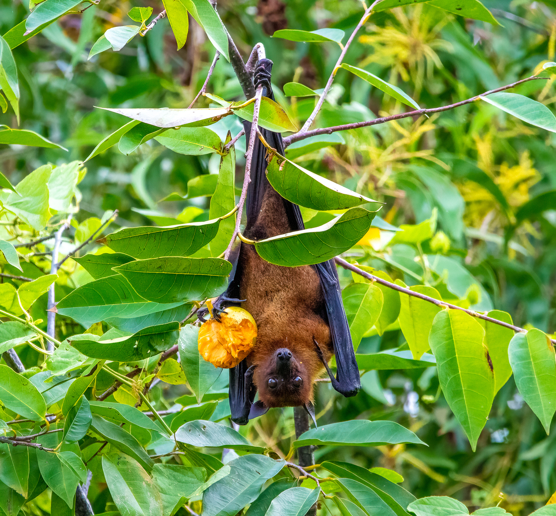 Indian Flying Fox and fruit  Geotagged,Indian flying fox,Pteropus giganteus,Sri Lanka,Summer
