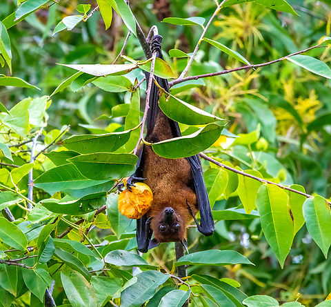 Indian Flying Fox and fruit  Geotagged,Indian flying fox,Pteropus giganteus,Sri Lanka,Summer