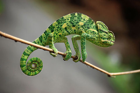 Indian chameleon (Chamaeleo zeylanicus) This Picture is clicked in the Dang Forest,  Chamaeleo zeylanicus,Geotagged,India,Indian chameleon