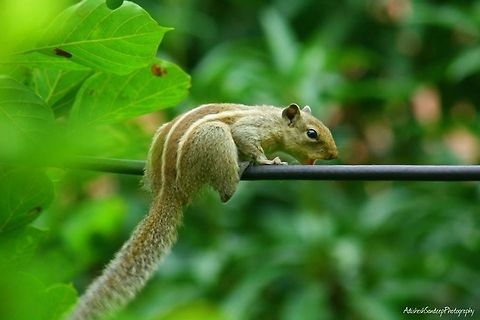 squirrel  Funambulus palmarum,Indian palm squirrel