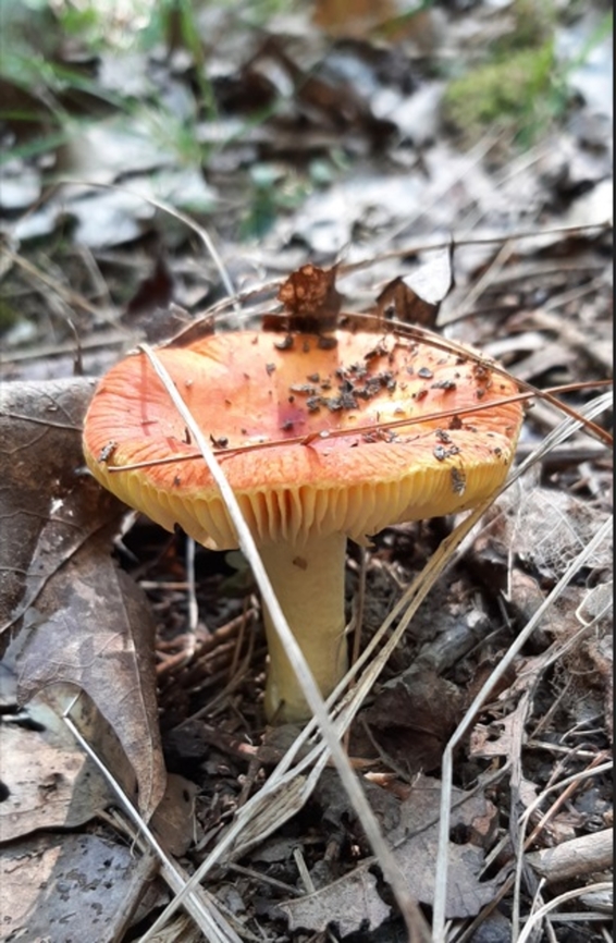 Would this be a Vermillion grisette? Trying to learn mushrooms. Is this a Vermillion grisette or maybe a Ceaser? Fungi,Geotagged,Maine,Mushrooms,United States,coastal,mushroom,orange mushroom