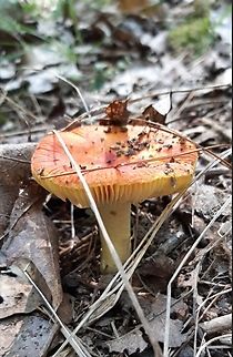 Would this be a Vermillion grisette? Trying to learn mushrooms. Is this a Vermillion grisette or maybe a Ceaser? Fungi,Geotagged,Maine,Mushrooms,United States,coastal,mushroom,orange mushroom