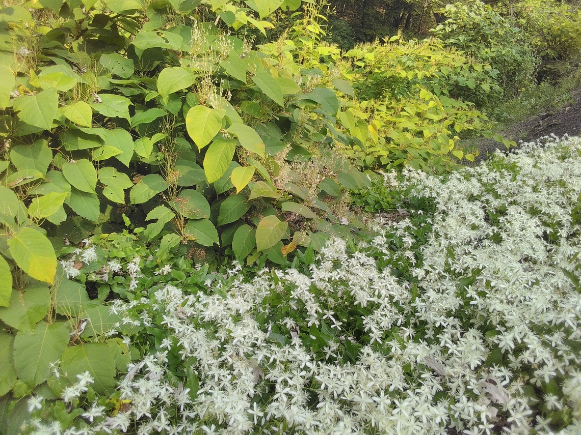 friendship_divine Defamed Japanese Knotweed at left.  See who comes near? Fallopia japonica,Geotagged,Japanese Knotweed,Summer,United States