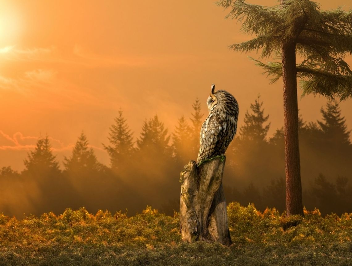 The Sunset Owl....owl photo composition...Asio otus A beautiful owl sits and watches the sunset. This is a montage of 5 pictures.<br />
<br />
Asio otus<br />
 Asio otus,Long-eared Owl,Strigidae,art,forest,owl,sunset