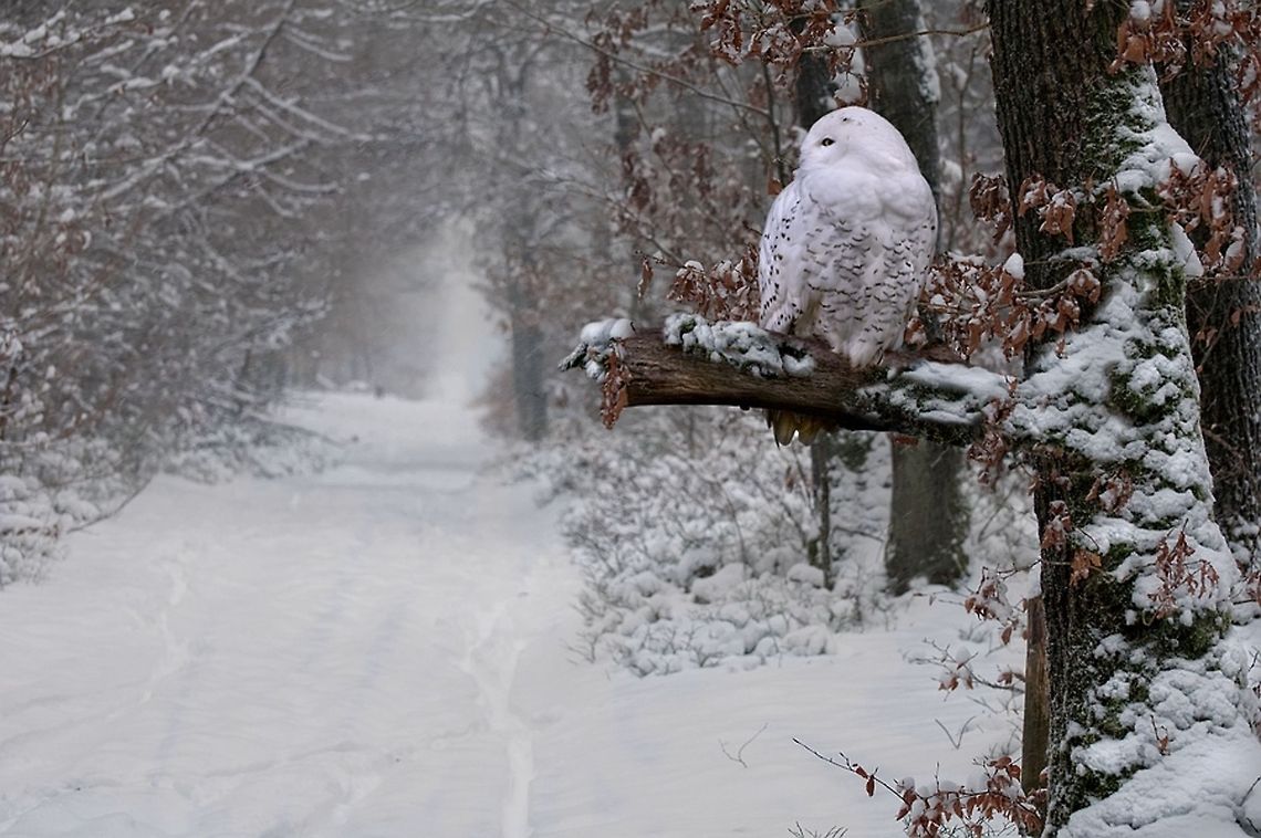 The White Wisdom..White Owl A beautiful white owl in a white landscape. This white owl is mounted in the winter landscape. White,landscapes,owl,uil,winter,witte,wonderland