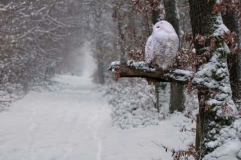 The White Wisdom..White Owl A beautiful white owl in a white landscape. This white owl is mounted in the winter landscape. White,landscapes,owl,uil,winter,witte,wonderland