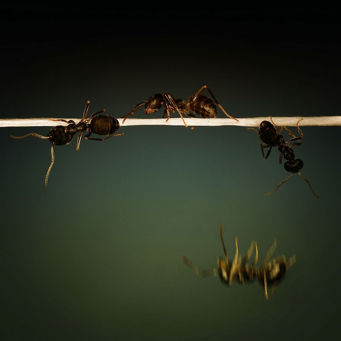 Out of Balance...Ants close up Four ants, but in fact it is the same that I&#039;ve assembled a photo. On a dental floss. :-)) Ants,Formicidae