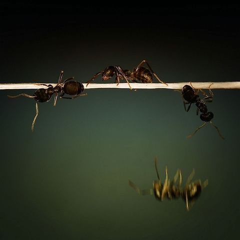 Out of Balance...Ants close up Four ants, but in fact it is the same that I've assembled a photo. On a dental floss. :-)) Ants,Formicidae