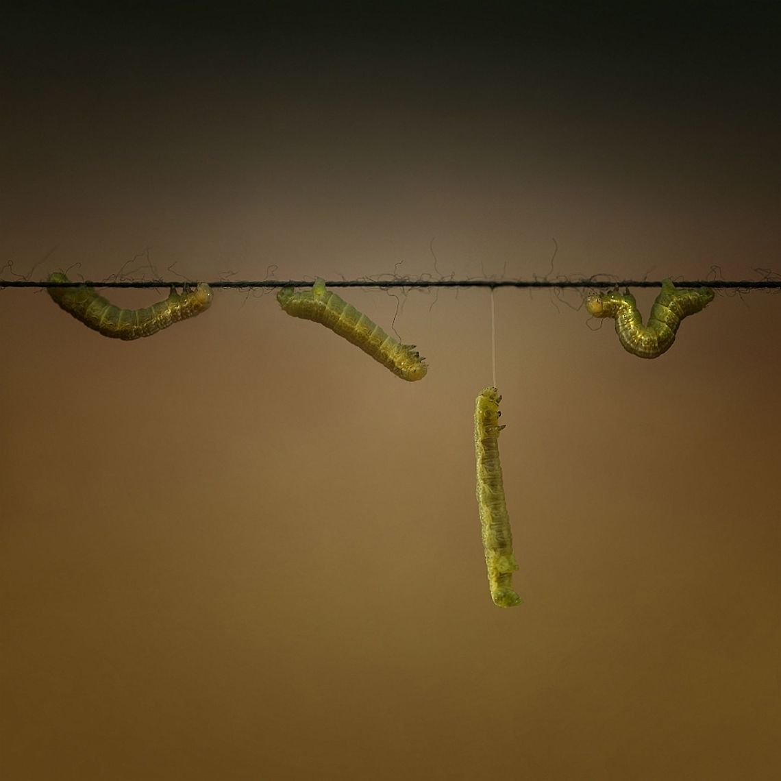 Four is too Much......Four Caterpillars Caterpillars. This is another montage of a caterpillar. In a thread of a sewing thread spool. Every year these little caterpillars eat the oak leaves. This year was pretty, but last year they have a lot of damage and when the magazine came back renewed mildew. Caterpillar,Lepidoptera