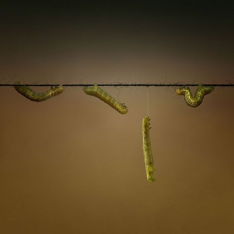 Four is too Much......Four Caterpillars Caterpillars. This is another montage of a caterpillar. In a thread of a sewing thread spool. Every year these little caterpillars eat the oak leaves. This year was pretty, but last year they have a lot of damage and when the magazine came back renewed mildew. Caterpillar,Lepidoptera