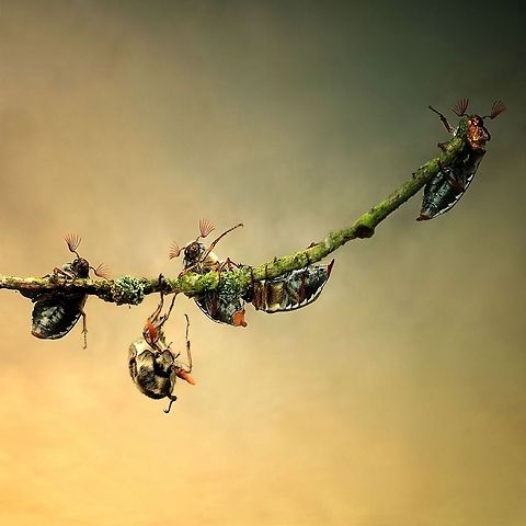 Clumsy little world of the Cockchafer This is a montage. It is one Cockshafer. Cockchafer,Common cockchafer,Insects,Macro,May bug,Melolontha,Melolontha melolontha,Melolonthidae,Montage