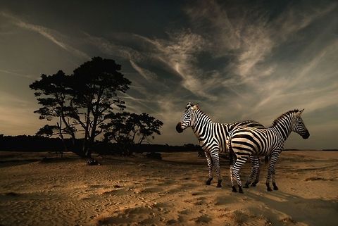 Zebras on Dutch soil A montage of two photographs. The zebras in the zoo and the landscape of the Veluwe in the Netherlands. Equus quagga,Montage,Plains Zebra,Zebra,art