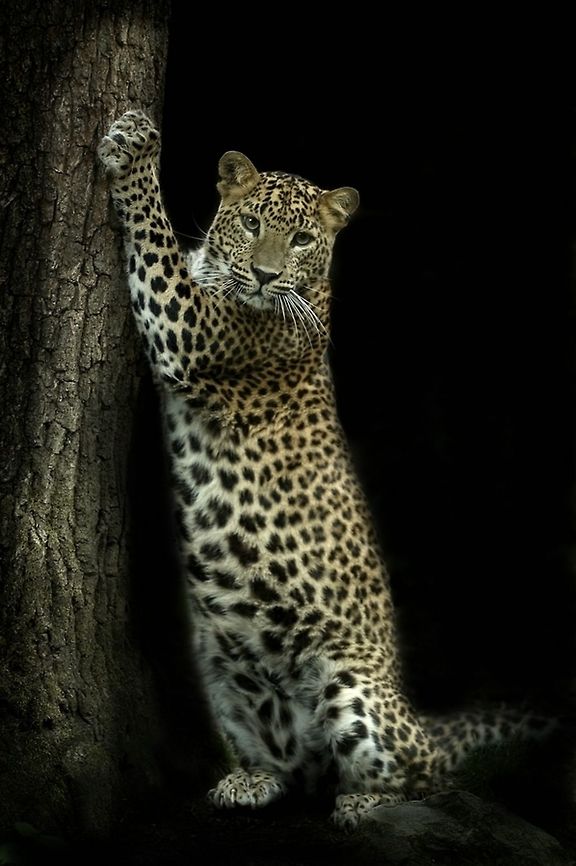 Sri Lankan leopard sharpens his claws on the tree Sri Lankan leopard sharpens his claws on the tree Big Cats,Cats,Leopard,Mammals,Panthera pardus,Sri Lankan leopard,Tree,fauna,spots