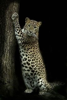 Sri Lankan leopard sharpens his claws on the tree Sri Lankan leopard sharpens his claws on the tree Big Cats,Cats,Leopard,Mammals,Panthera pardus,Sri Lankan leopard,Tree,fauna,spots