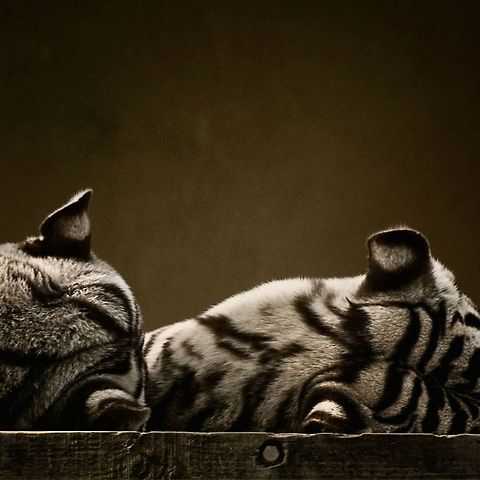 Lazy White Tigers White Tigers sleeping in a zoo Bengal Tiger,Big Cats,Panthera pardus,Panthera tigris tigris,Tiger,Zoo