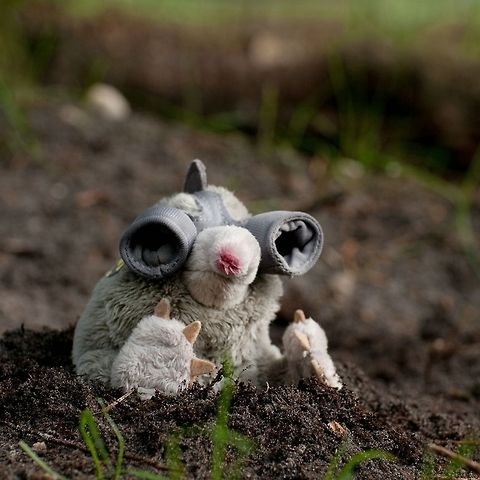 Mole ....Talpa europaea Sorry! I just could not resist! Humor,Mole