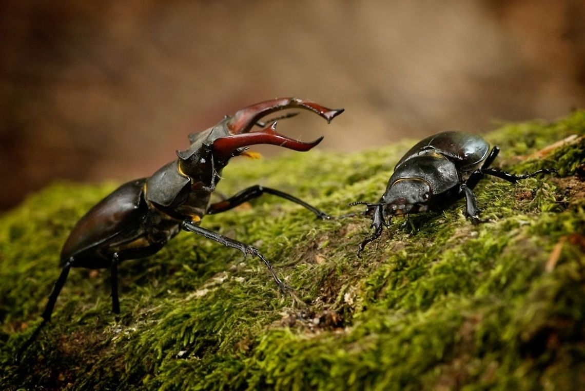 Lucanus cervus Male and female..Vliegend Hert The photo is taken in june 2008. Beetles,Coleoptera,Insects,Lucanus cervus,stag beetle