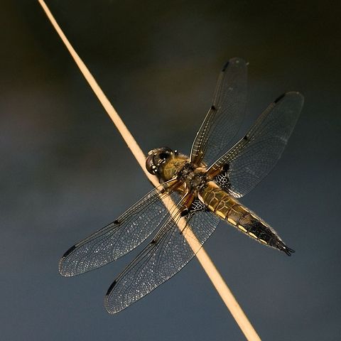 Four Spot Dragonfly Four Spot Dragonfly Dragonfly,Four Spot Dragonfly,Four-spotted Chaser,Insects,Libellula quadrimaculata,Odonata,macro
