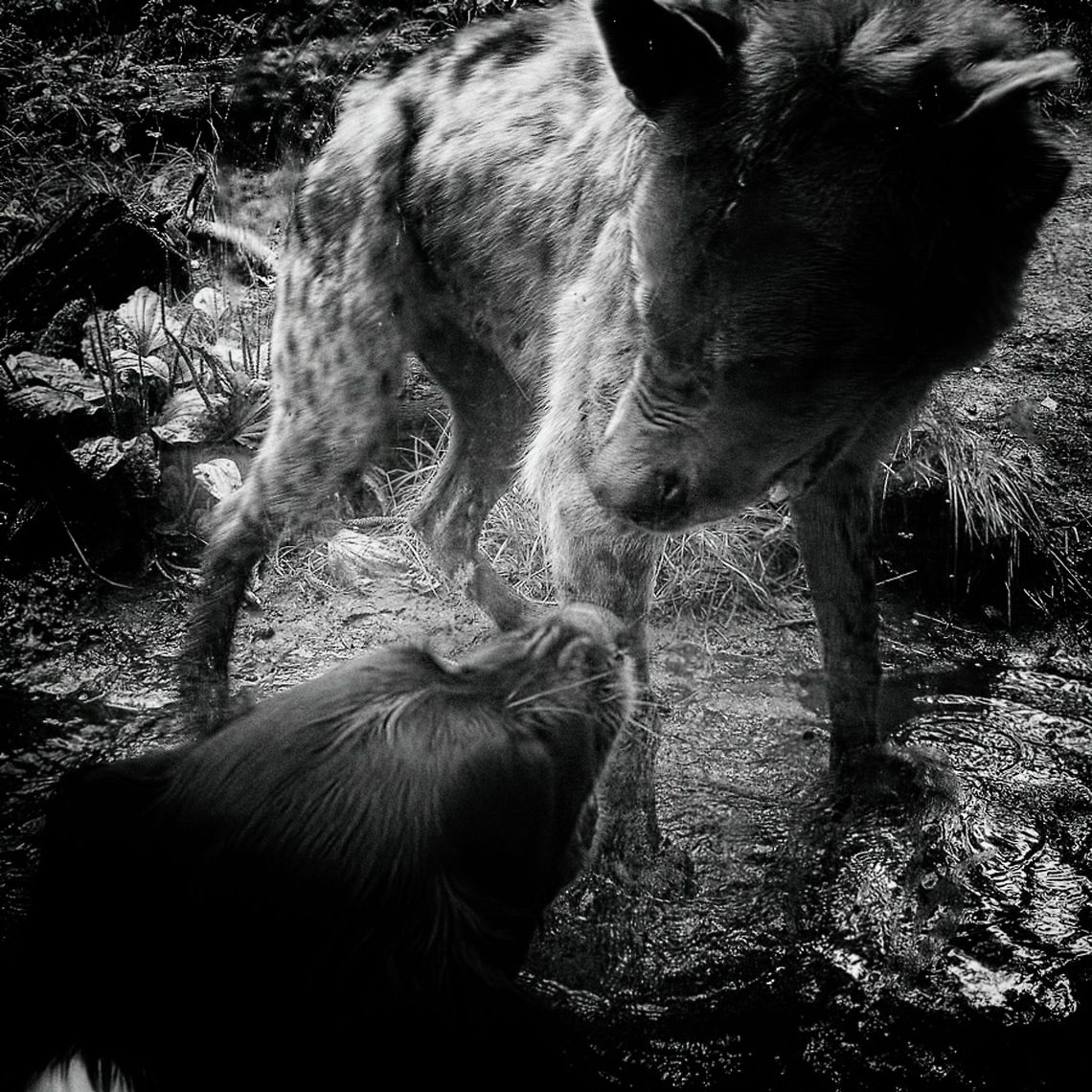 Dog met Hyena  Crocuta crocuta,Hyaenidae,Hyena,Spotted Hyena