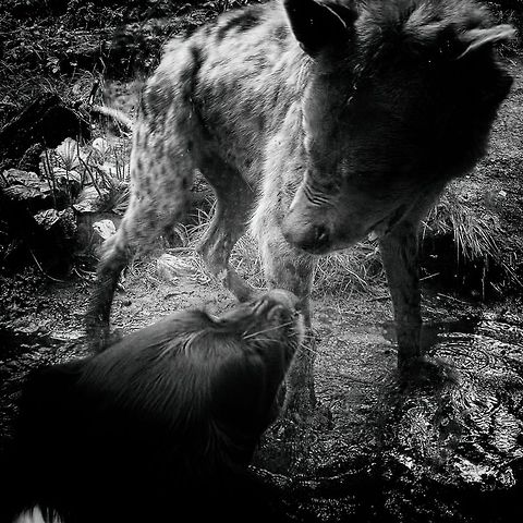Dog met Hyena  Crocuta crocuta,Hyaenidae,Hyena,Spotted Hyena