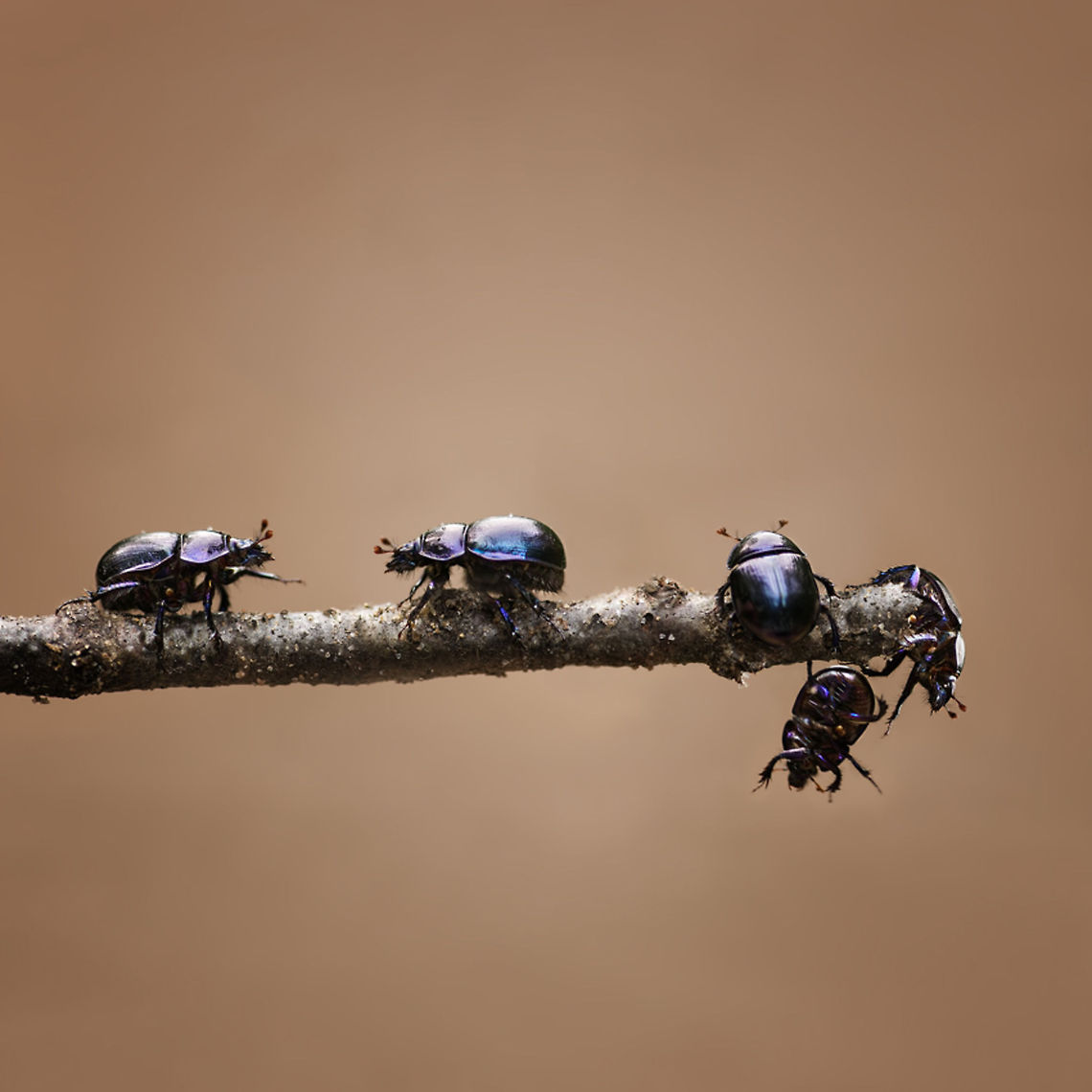 Dung beetles This is one dung beetle. <br />
<br />
Five photographs mounted to one picture. Beetles,Insects,dung beetle