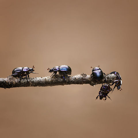 Dung beetles This is one dung beetle. 

Five photographs mounted to one picture. Beetles,Insects,dung beetle