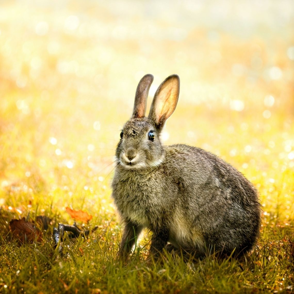 Wild Rabbit Wild rabbit spotted at the campsite in Ugchelen in the Netherlands. European Rabbit,Leporidae,Oryctolagus cuniculus,Rabbit,Wild rabbit