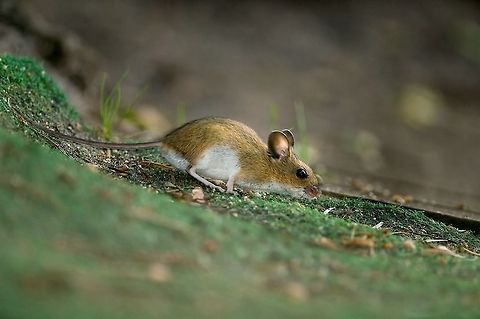 Mouse Hallo,

Finally found my credentials! Pfff ..... After almost crashing my hard drive I replaced, I'm lost my login details. I found a scrap where it was yesterday! That's why I was no longer here, unfortunately! Apodemus sylvaticus,Mouse,Wood mouse